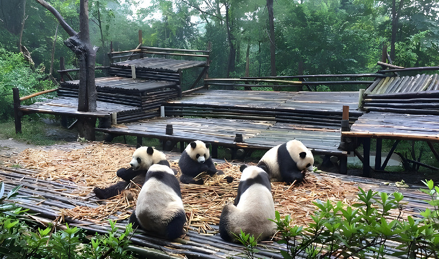 VIAJE CHINA  Y EL OSO PANDA DESDE PUEBLA