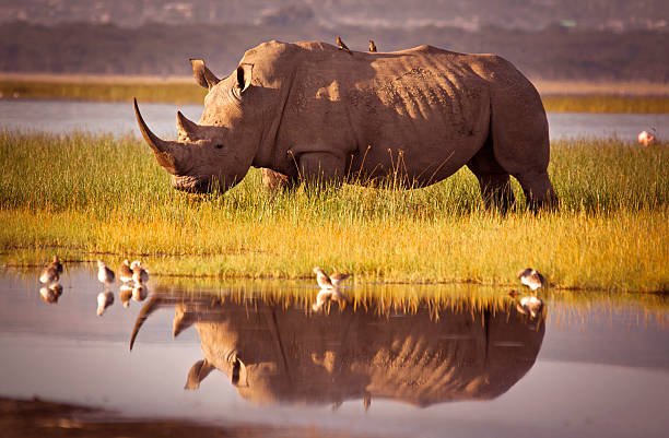 VIAJE DESCUBRIENDO SUDAFRICA (PILANESBERG) Y CATARATAS VICTORIA (ZIMBABWE) CON CHOBE DESDE PUEBLA