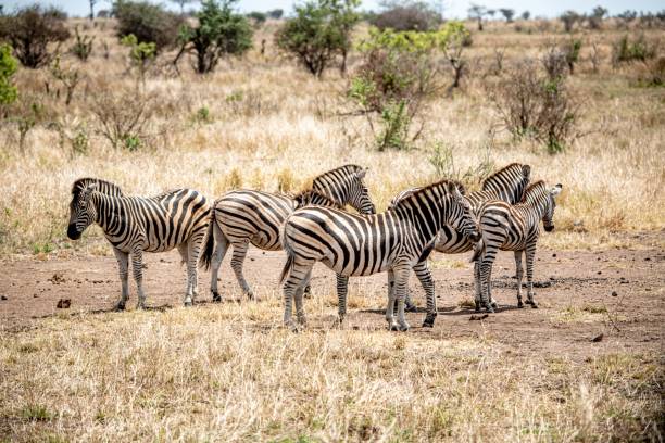 VIAJE SUDAFRICA EN RESERVA PRIVADA  DESDE PUEBLA