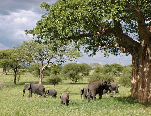 VIAJE SUDAFRICA EN RESERVA PRIVADA Y CATARATAS VICTORIA (ZAMBIA) CON CHOBE DESDE PUEBLA