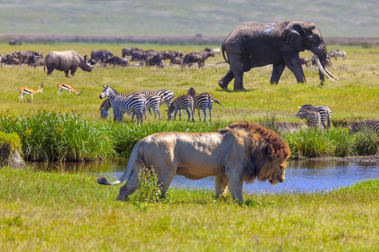 VIAJE GRAN SAFARI DESDE KENYA A TANZANIA  DESDE PUEBLA