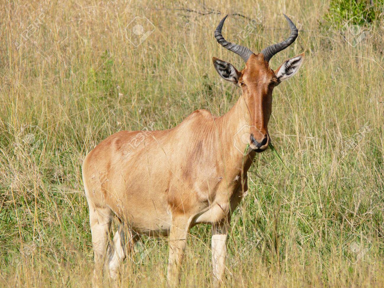 Viaje safari kongoni classic desde Puebla