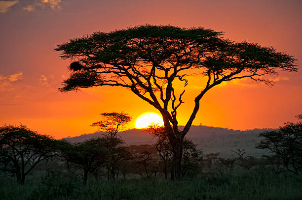 Viaje descubriendo sudafrica (pilanesberg) y cataratas victoria (zambia)  desde Puebla