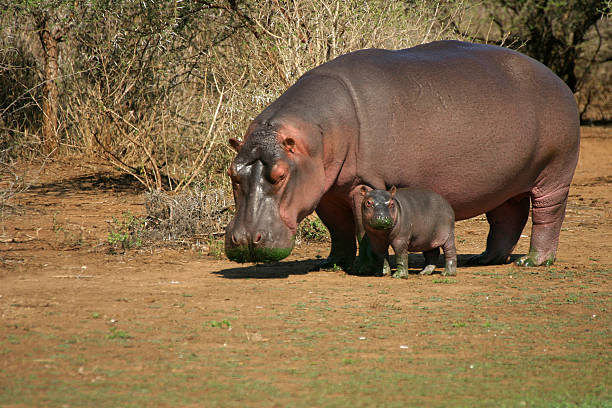 Viaje descubriendo sudafrica y cataratas victoria (zimbabwe) con chobe  desde Puebla