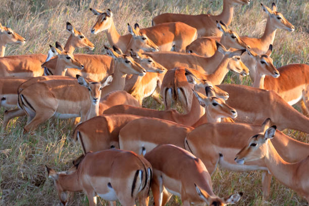 Viaje sudafrica en reserva privada y cataratas victoria (zimbabwe) con chobe  desde Puebla