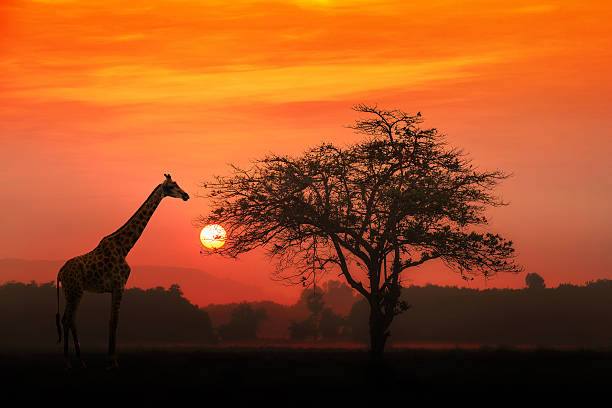 Viaje lo mejor de subafrica y cataratas victoria (zimbabwe) con chobe desde Puebla