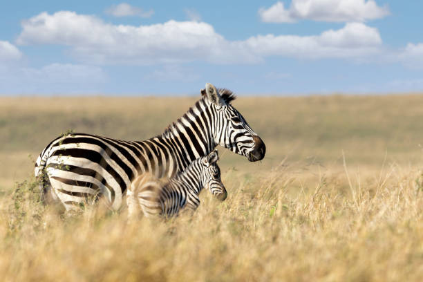 Viaje aventura en kenya y tanzania (en 4x4)  desde Puebla