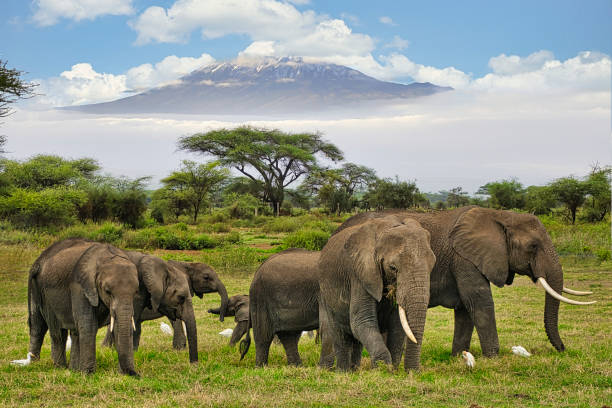 Viaje aventura en tanzania (en 4x4)  desde Puebla